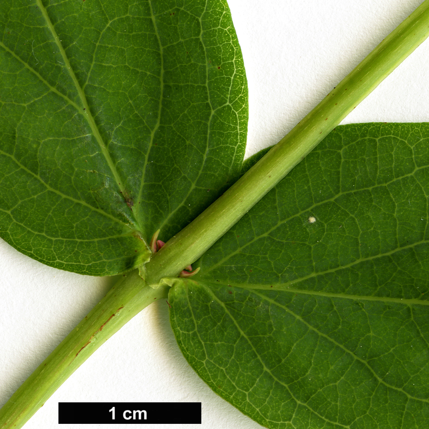 High resolution image: Family: Hypericaceae - Genus: Hypericum - Taxon: hircinum - SpeciesSub: subsp. majus